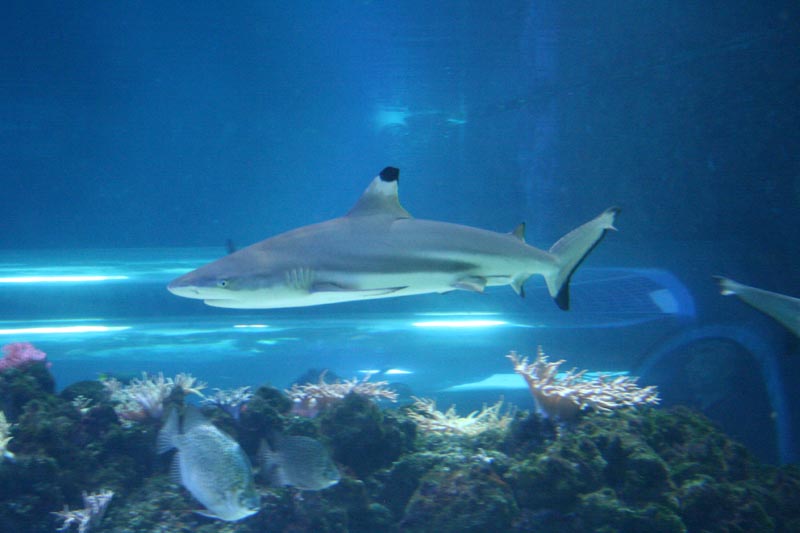 Killikus&reg; Fotographie